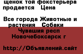 щенок той-фокстерьера продается › Цена ­ 25 000 - Все города Животные и растения » Собаки   . Чувашия респ.,Новочебоксарск г.